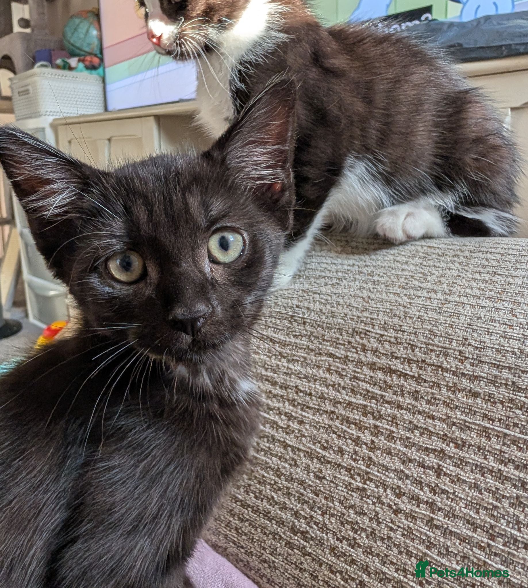 Mixed Breed cats READY- 1 BOY LEFT Maine Coon x British Shorthair - Advert 1