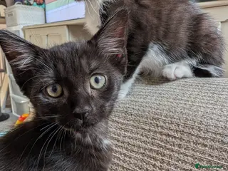 Mixed Breed cats READY- 1 BOY LEFT Maine Coon x British Shorthair - Advert 1