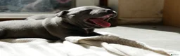 Staffordshire Bull Terrier dogs for sale: KC Registered Blue Staffy Puppies - Advert 6