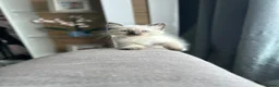 Ragdoll cats for sale: 😽 4 Beautiful Ragdoll Kittens 😽 - Advert 11