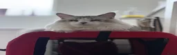Maine Coon cats for sale: Rare and Unique Active Registered Maine Coon - Advert 4