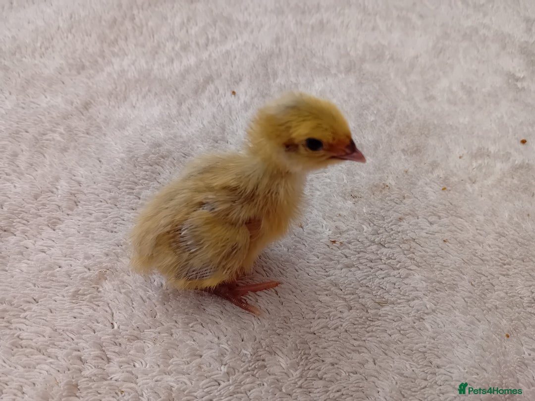 Quail poultry for sale: Coturnix, Celadon and Chinese Painted Quail Chicks - Image 6
