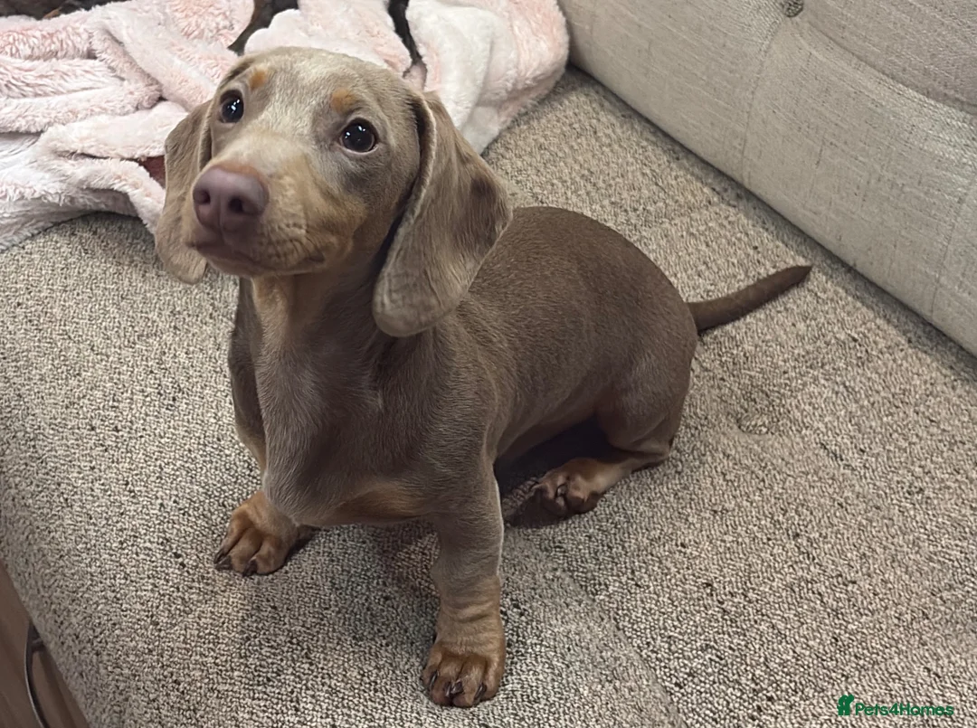 Miniature Dachshund dogs for sale: Minature dachshund puppies  - Advert 2