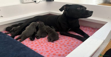 Staffordshire Bull Terrier dogs - Advert 1