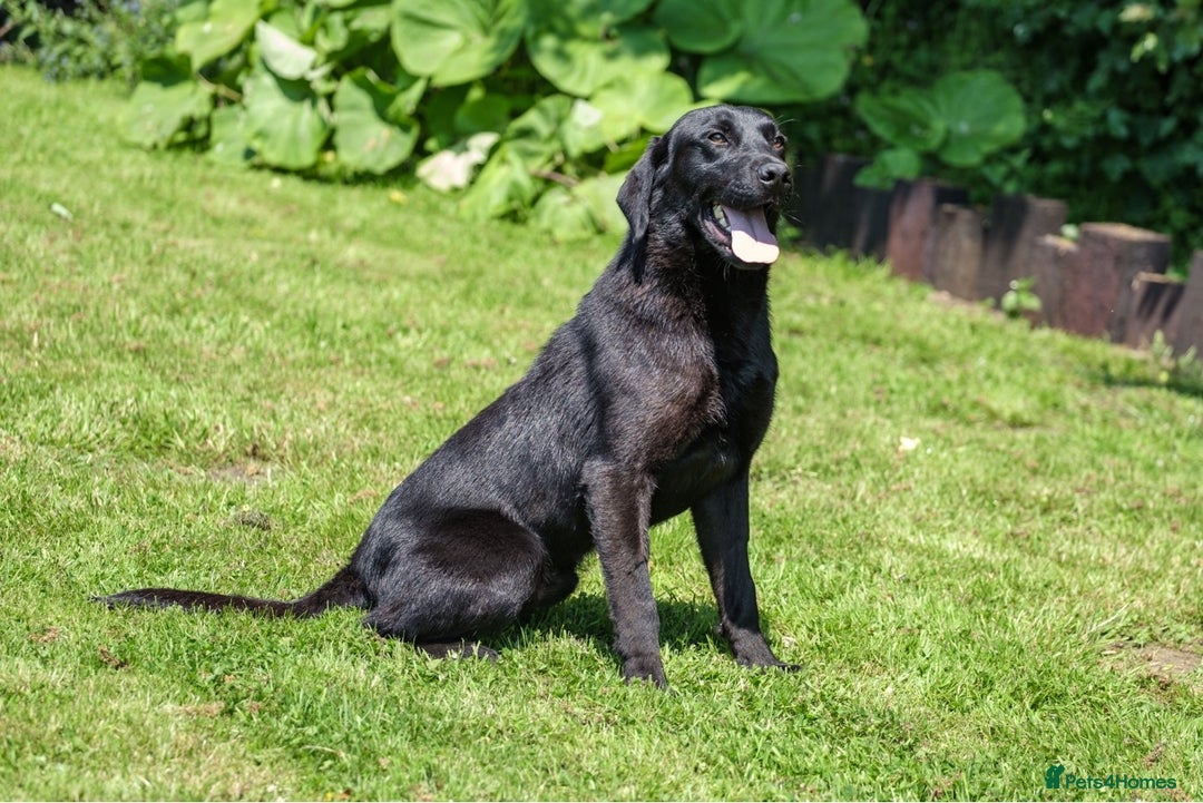 Labrador Retriever dogs for stud: PROVEN 5 GENERATION FTC KC BLACK LABRADOR in Thetford - Image 1