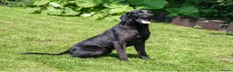 Labrador Retriever dogs for stud: PROVEN 5 GENERATION FTC KC BLACK LABRADOR in Thetford - Advert 1