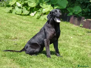 Labrador Retriever dogs PROVEN 5 GENERATION FTC KC BLACK LABRADOR in Thetford - Advert 4