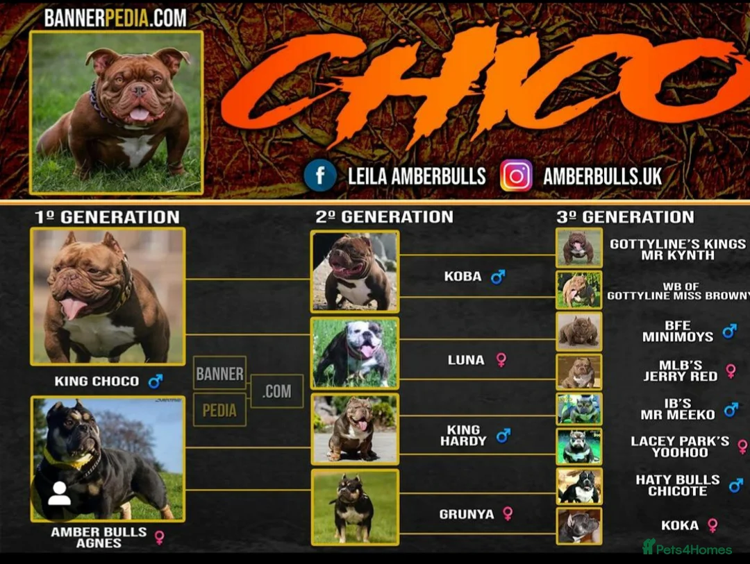 American Bully dogs for sale: Lilac Ghost Tri Micro Bully For Sale - Advert 10