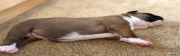 Boxer dogs for sale:  Beautiful Boxer Puppies  in Bristol - Advert 15