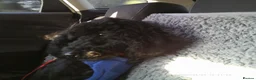 Miniature Poodle dogs for sale: Miniature poodle - Advert 2