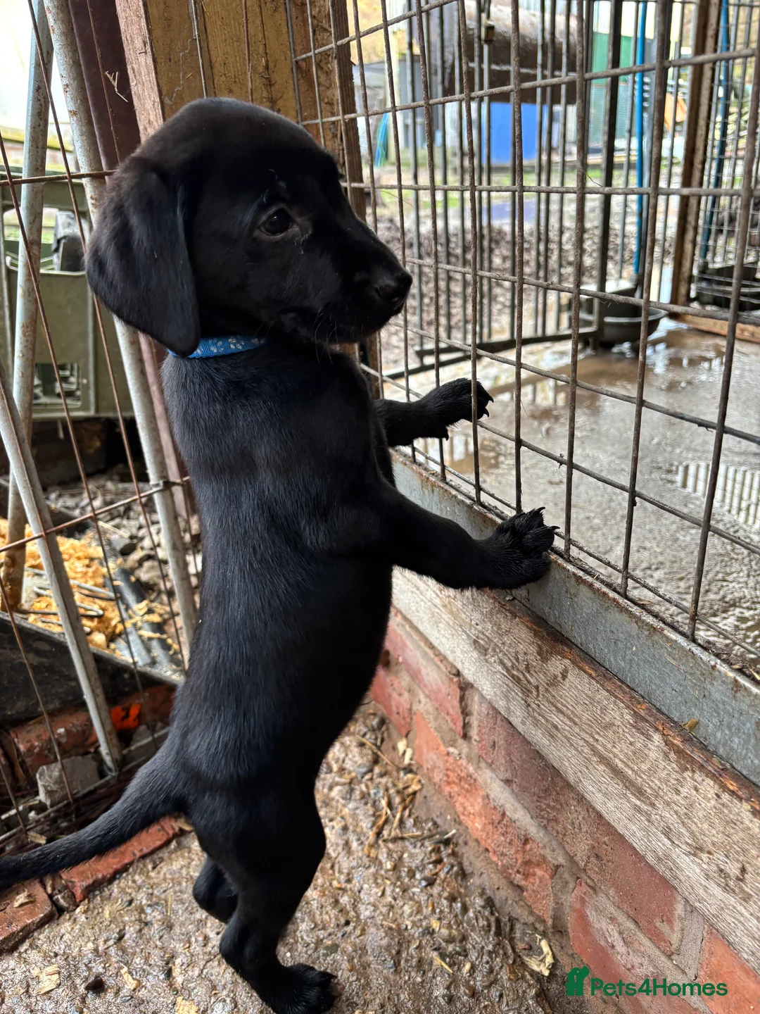 Labrador Retriever dogs for sale: Ready now! Gorgeous KC Reg Labradors  - Advert 37