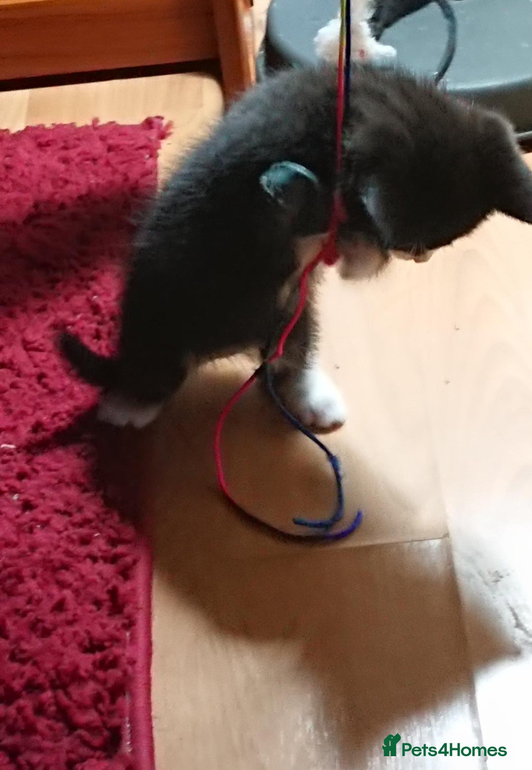 Mixed Breed cats for sale: Beautiful litter of 5 kittens 3 girls 2 boys - Advert 17