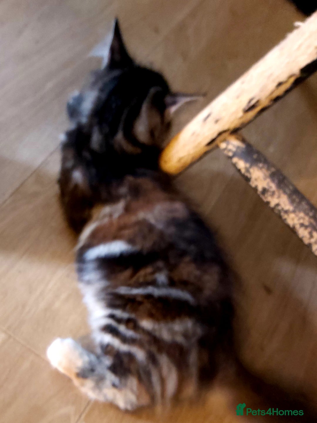 Mixed Breed cats for sale: Kittens - Image 5