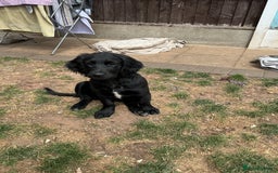 Mixed Breed dogs for sale: Spangold retrievers in Stourport-on-Severn - Image 12
