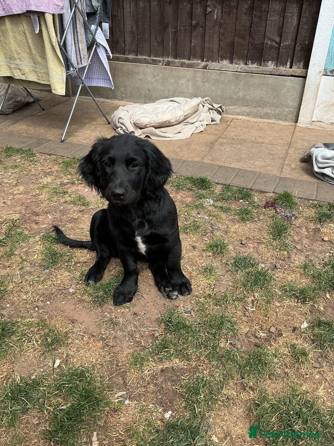 Mixed Breed dogs for sale: Spangold retrievers in Stourport-on-Severn - Image 12