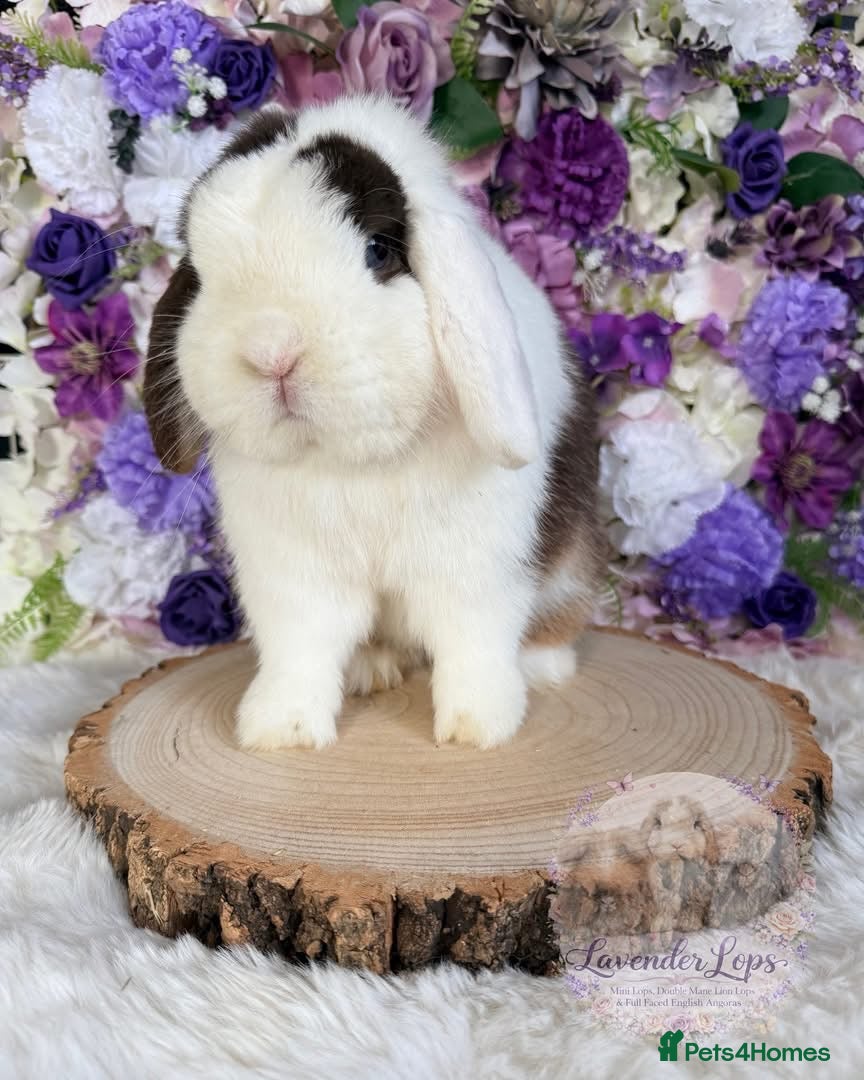 Mini Lop rabbits 💜 Vaccinated Mini Lop Bunnies 💜 xxx - Advert 4