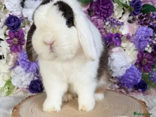 Mini Lop rabbits 💜 Vaccinated Mini Lop Bunnies 💜 xxx - Advert 4
