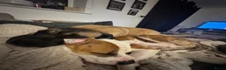 Mixed Breed dogs for sale: Staffie x Boxer - Advert 8