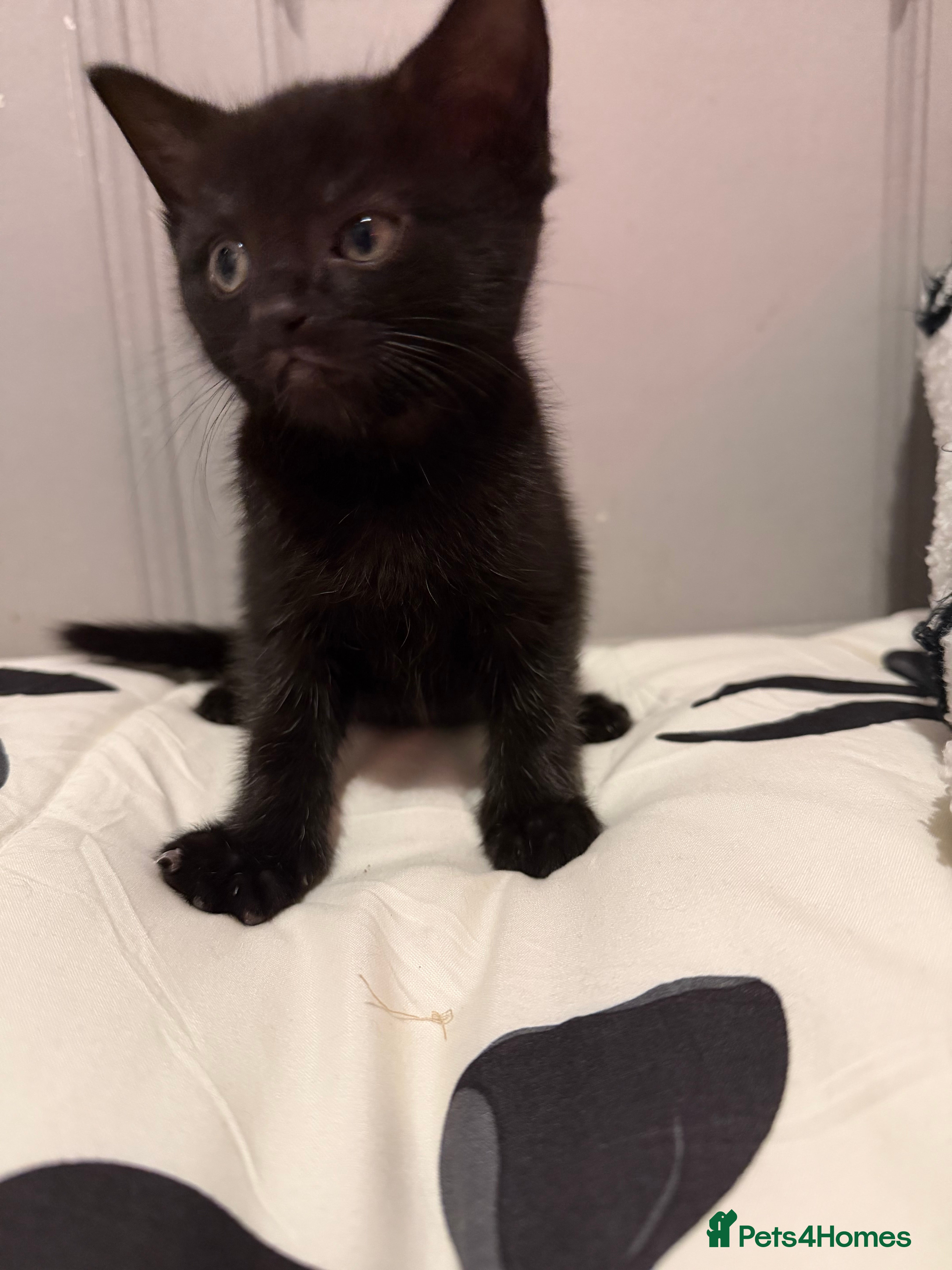 Mixed Breed cats 2 stunning kittens  - Advert 3