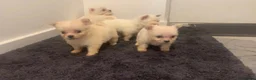 Pomeranian dogs for sale: Beautiful Pomeranian Puppies – 4 Boys & 2 Girls - Advert 4