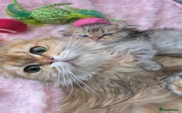 Scottish Fold cats for sale: 5 Beautiful ScottishFolds Kittens - Image 2