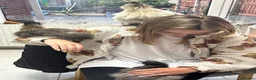 Chickens poultry for sale: Silkie rooster  in Rhyl - Advert 2