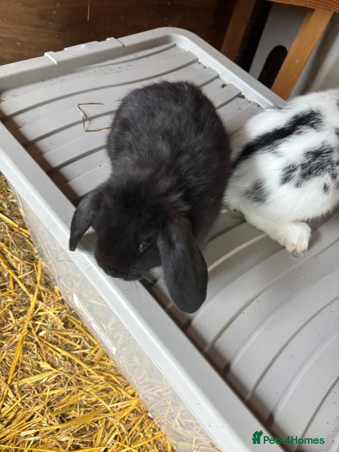 Mixed Breed rabbits for sale: Young rabbits lops and normals  - Advert 1