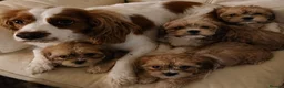 Cavachon dogs for sale: Four beautiful Cavachon Puppies  - Advert 6