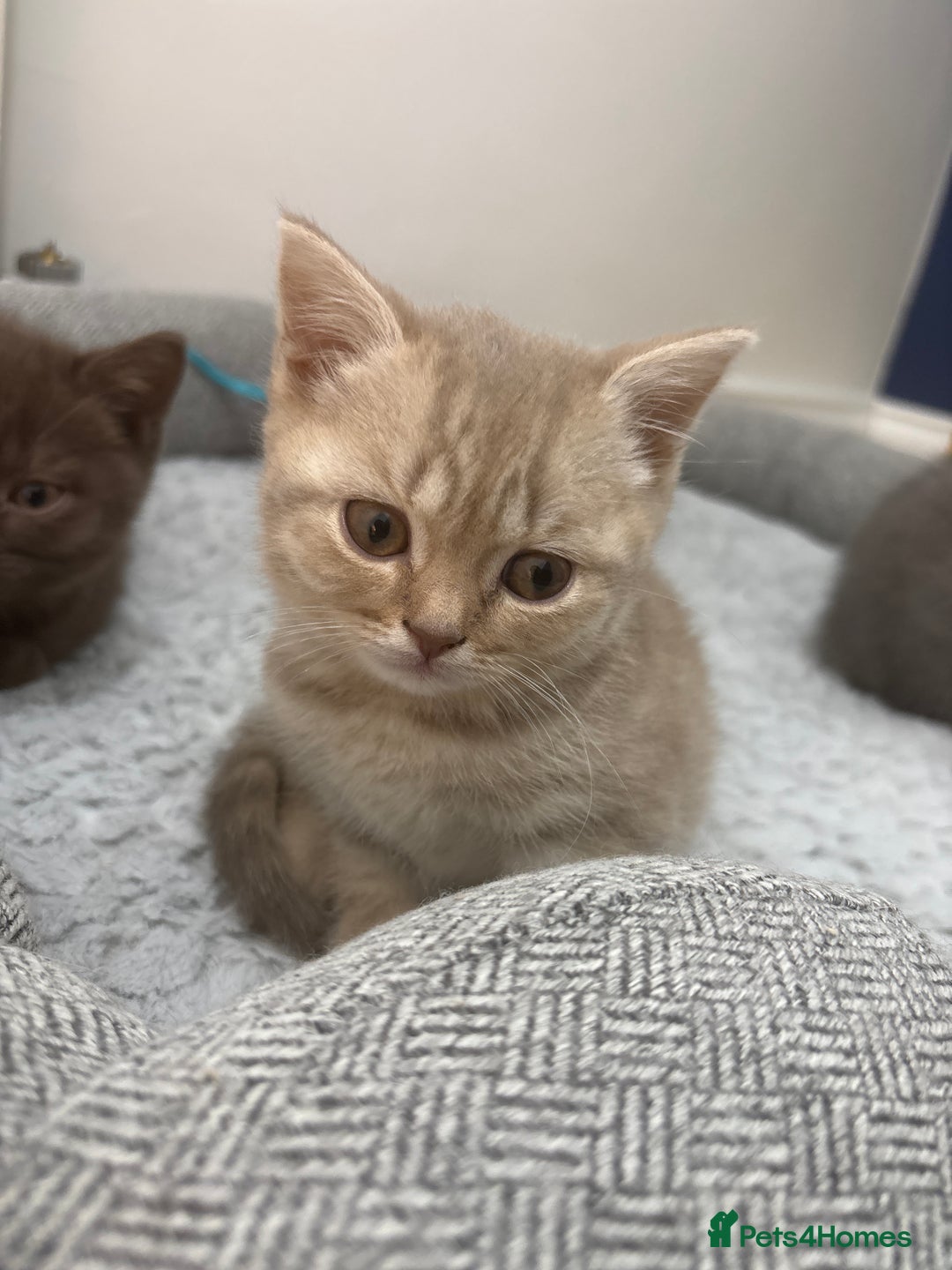 Scottish Fold cats for sale: British shorthair x Scottish fold kittens - Advert 14