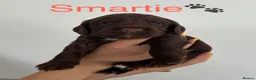 Cocker Spaniel dogs for sale: EXCEPTIONAL WORKING COCKER SPANIEL PUPPIES - Advert 3
