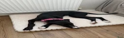 Mixed Breed dogs for sale: Gorgeous Greyhound Lurcher  in Gainsborough - Advert 5