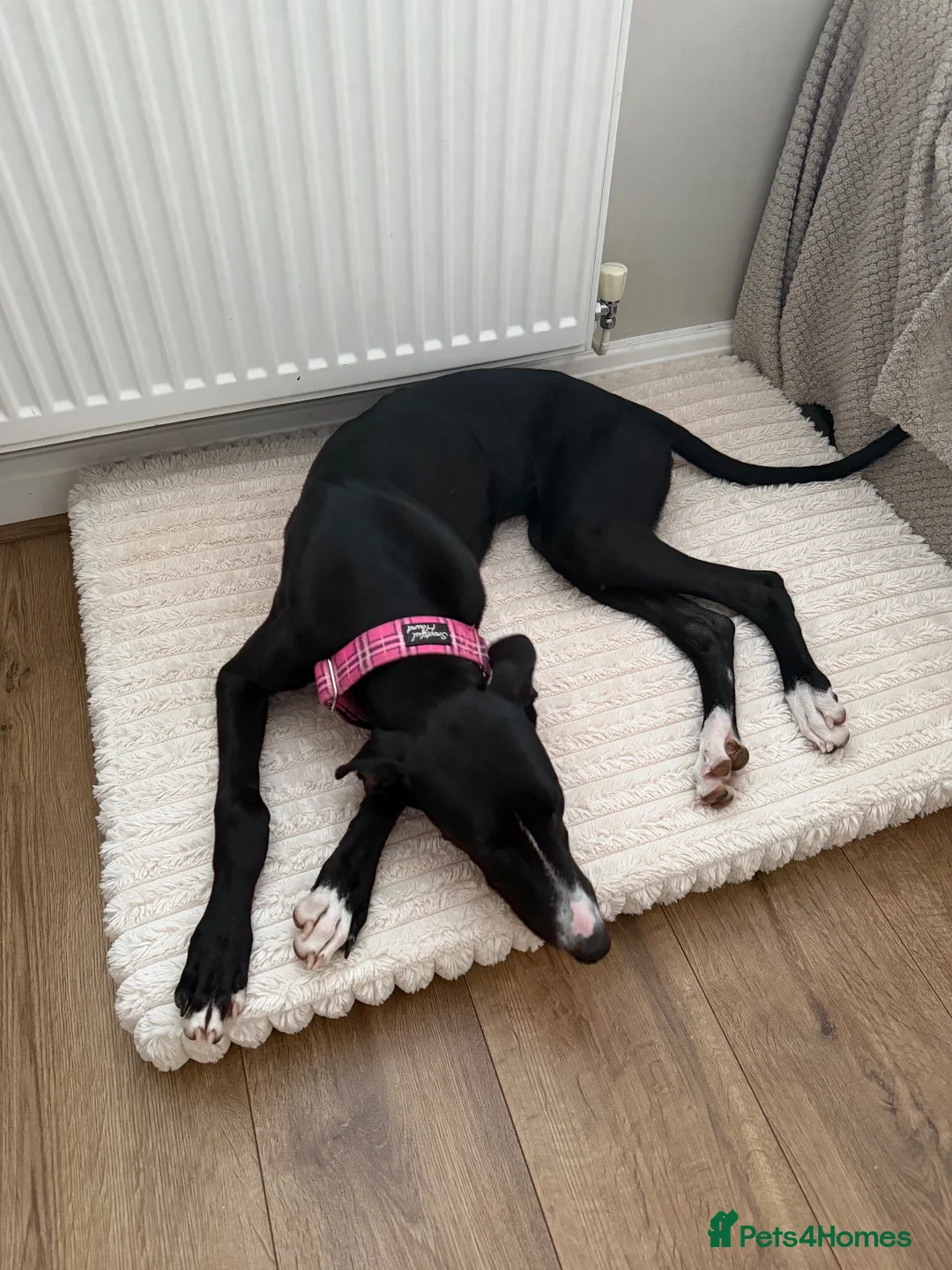 Mixed Breed dogs for sale: Gorgeous Greyhound Lurcher  in Gainsborough - Advert 5