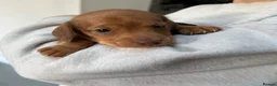 Miniature Dachshund dogs for sale: Beautiful Miniature dachshunds  - Advert 9