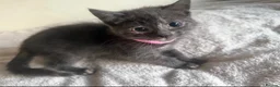 Ragdoll cats for sale: Ragdolls Mum & Babies 10 weeks sepia flame 10 wks - Advert 26