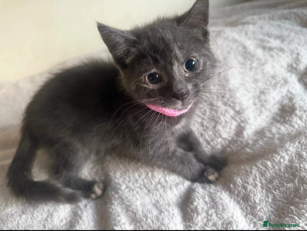 Ragdoll cats for sale: Ragdolls Mum & Babies 10 weeks sepia flame 10 wks - Advert 26