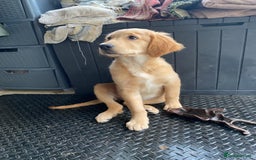 Golden Retriever dogs for sale: Beautiful golden retriever puppy Girl - Image 4