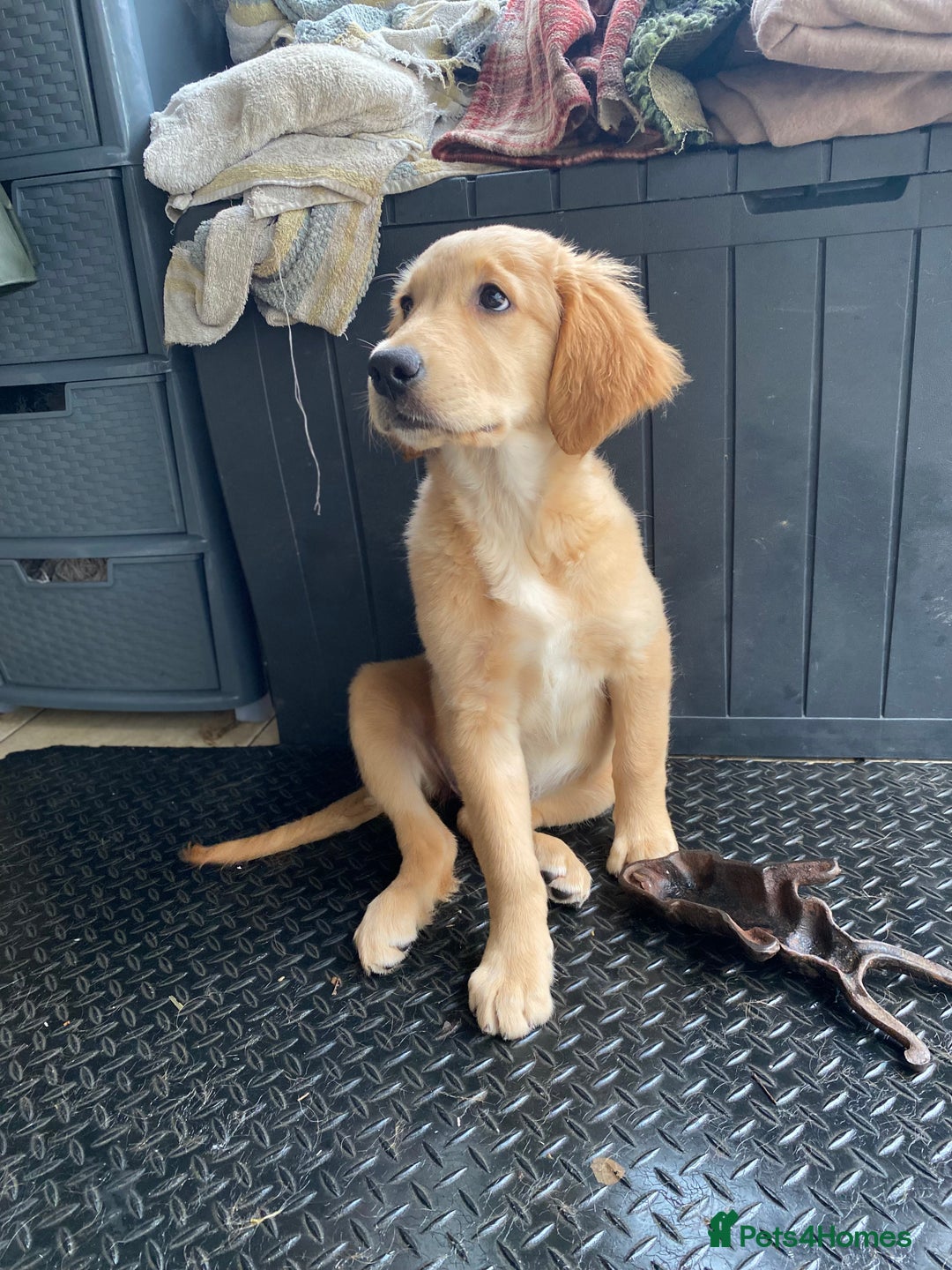 Golden Retriever dogs for sale: Beautiful golden retriever puppy Girl - Image 4