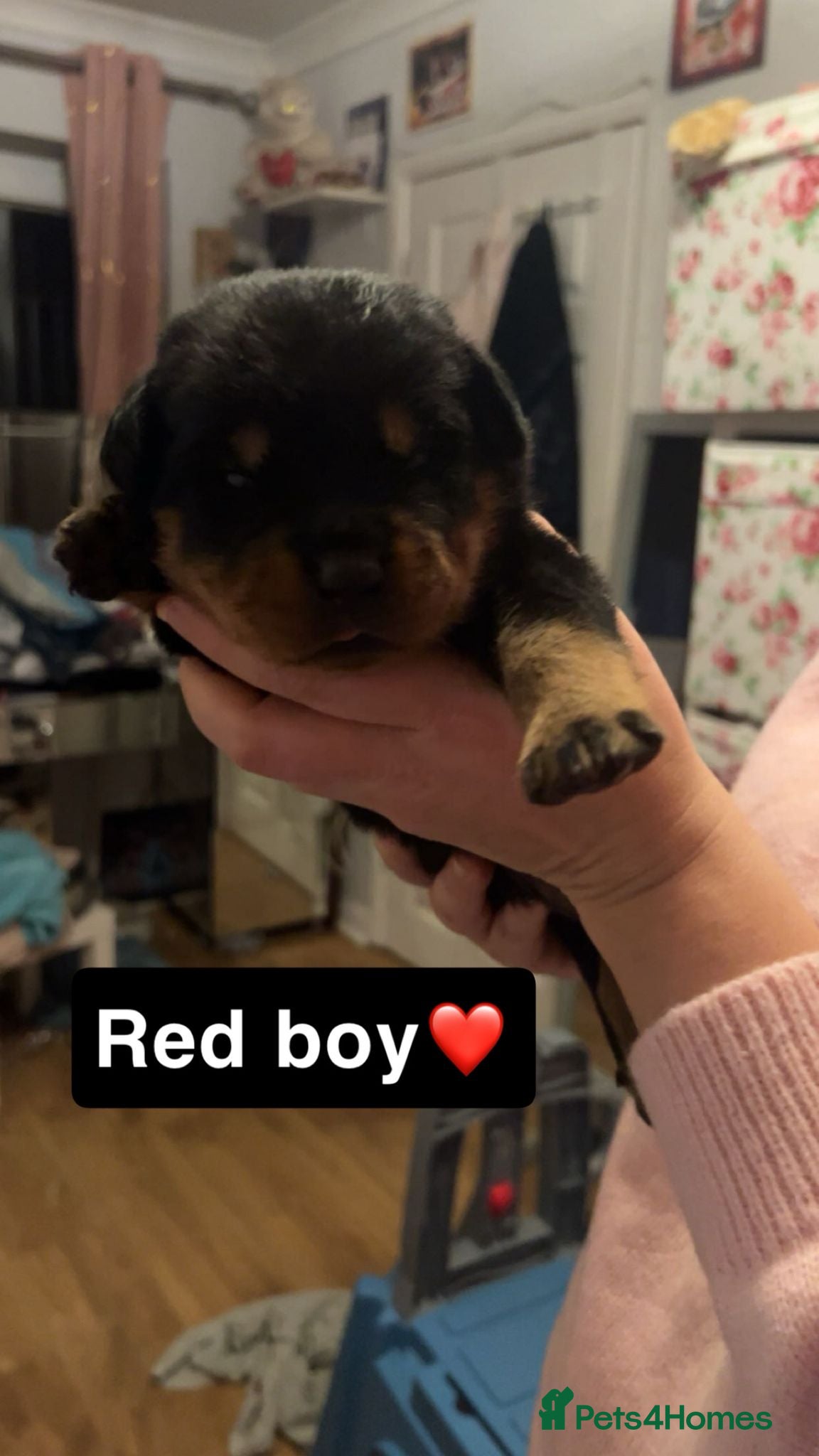 Rottweiler dogs 🐾 Stunning KC Registered Rottweiler Puppies  - Advert 3