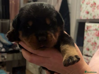 Rottweiler dogs 🐾 Stunning KC Registered Rottweiler Puppies - Advert 3