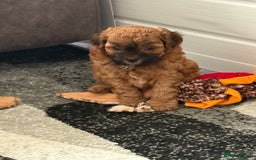 Maltipoo dogs for sale: Outstanding Malshipoo puppies - Image 18