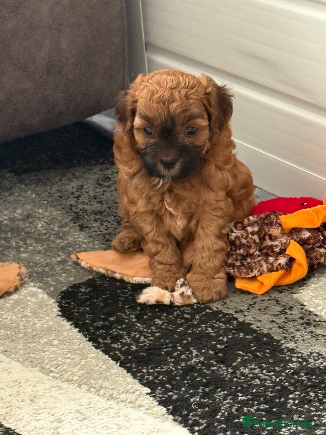 Maltipoo dogs for sale: Outstanding Malshipoo puppies - Image 18