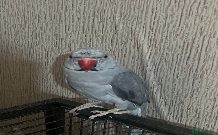 Ringnecks birds - Advert 7