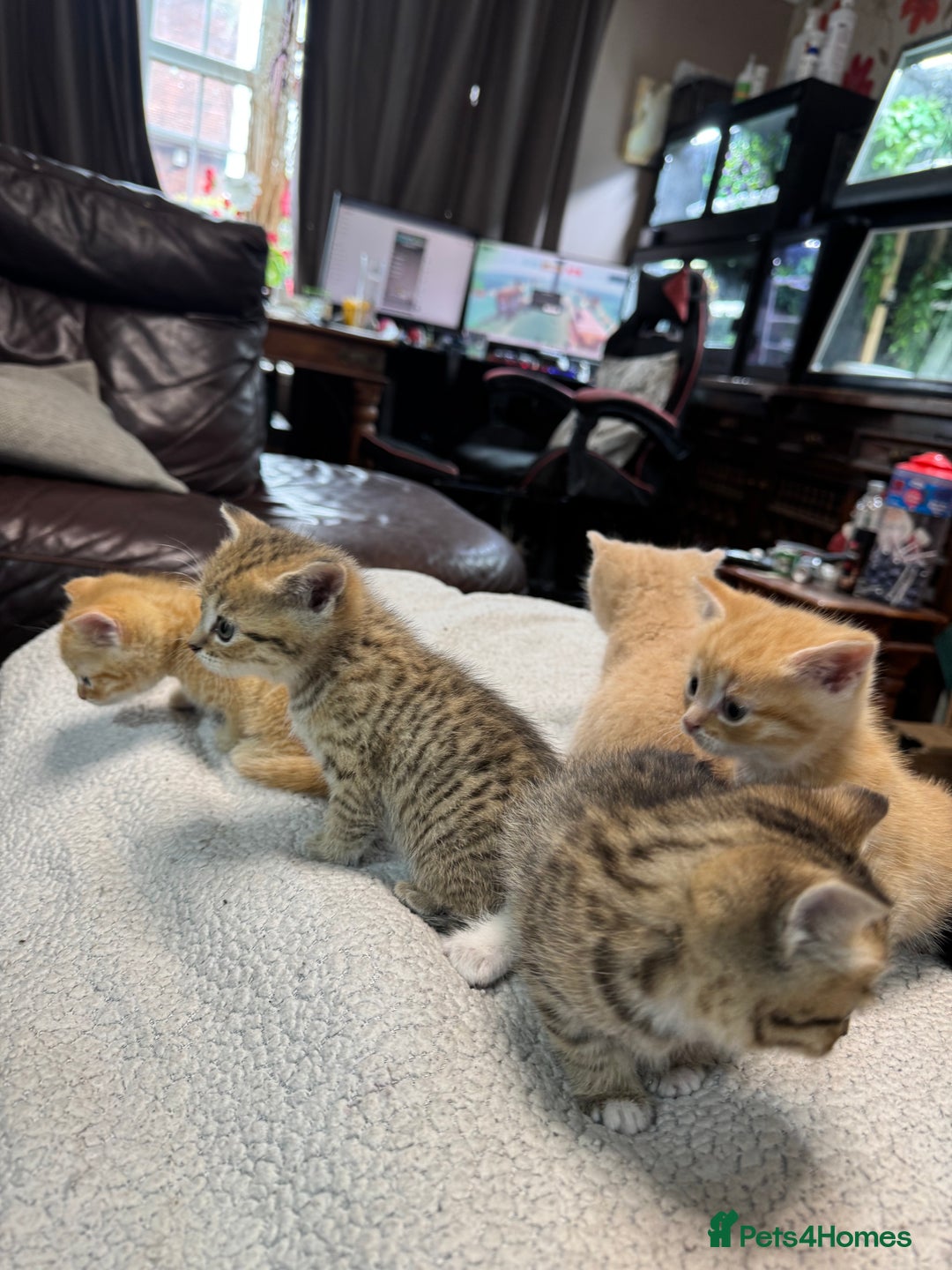 British Shorthair cats for sale: Stunning British Short Hair kittens for sale - Image 5