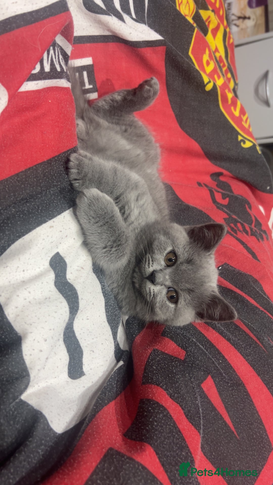 British Shorthair cats for sale: Pedigree Blue British Shorthair 💙💙💙💗💗💗💗 - Image 30