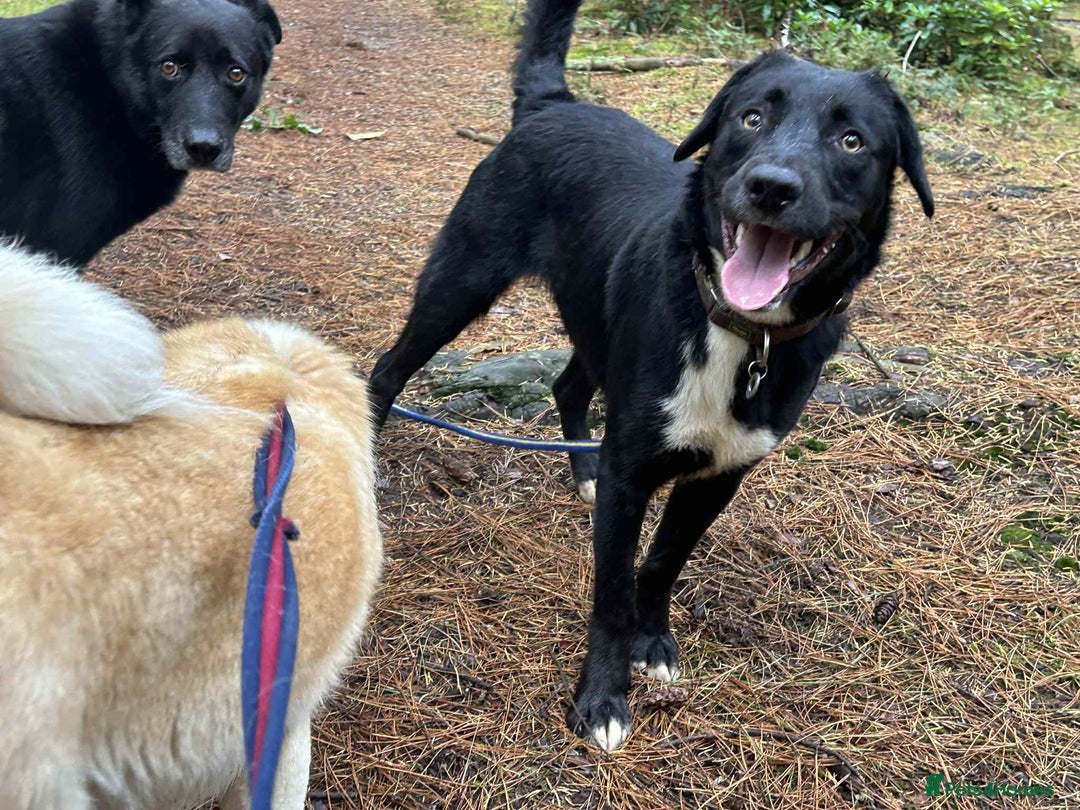Mixed Breed dogs for adoption: Barney - Norwich norfolk  - Image 35
