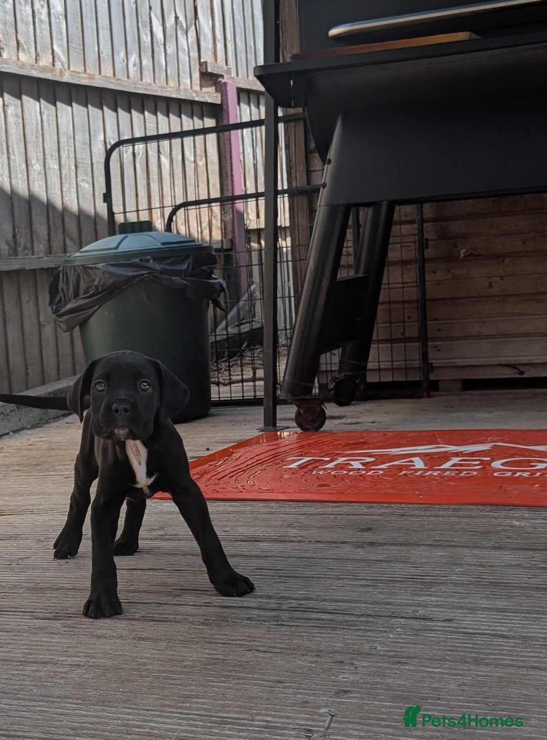 Cane Corso dogs for sale: Champion Lines Cane Corso Puppies *Ready Now** - Advert 21