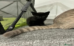 British Shorthair cats for sale: LAST KITTEN - Image 1