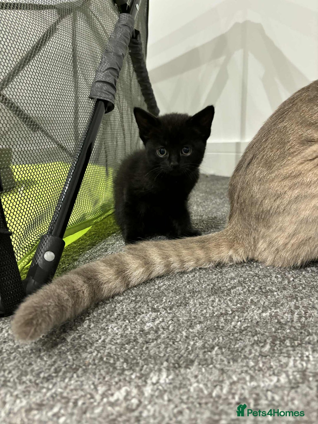 British Shorthair cats for sale: LAST KITTEN - Image 1