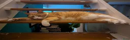 Mixed Breed cats for adoption: Total Cuddly Cat - Jones - Cat-friendly - Advert 6