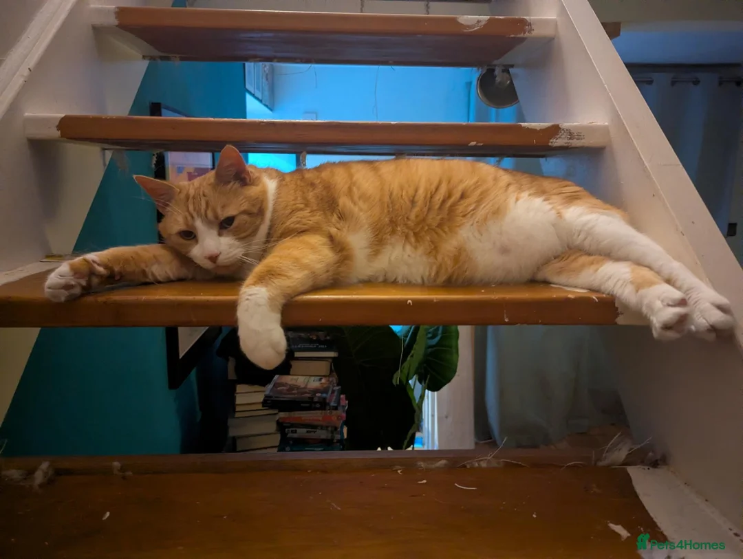 Mixed Breed cats for adoption: Total Cuddly Cat - Jones - Cat-friendly - Advert 6
